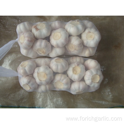 Cold Storage Normal White Garlic